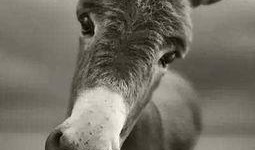 大驴爆料胜仔视频大全下载,胜仔视频大全独家下载攻略